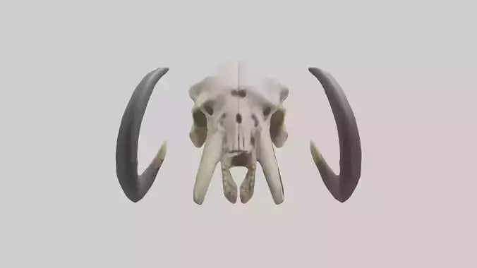 3D model Mastodon Skull Skeleton model VR / AR / low-poly
