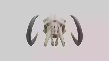 3D model Mastodon Skull Skeleton model VR / AR / low-poly