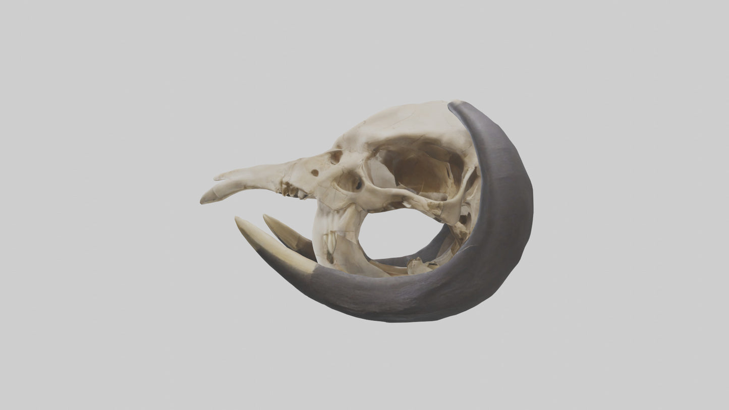 3D model Mastodon Skull Skeleton model VR / AR / low-poly