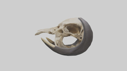 3D model Mastodon Skull Skeleton model VR / AR / low-poly