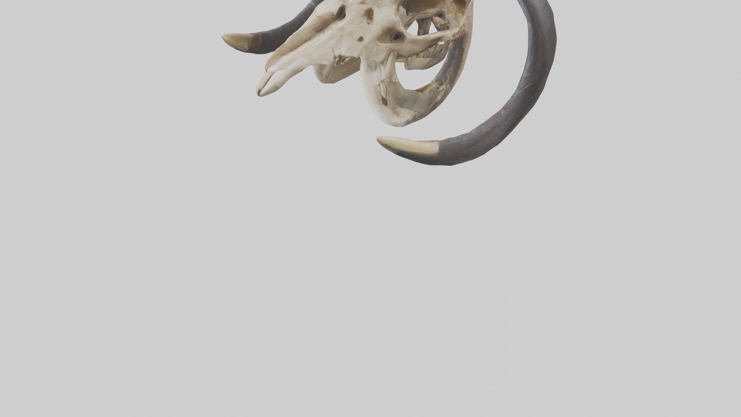 3D model Mastodon Skull Skeleton model VR / AR / low-poly