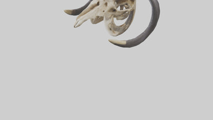 3D model Mastodon Skull Skeleton model VR / AR / low-poly