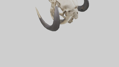 3D model Mastodon Skull Skeleton model VR / AR / low-poly