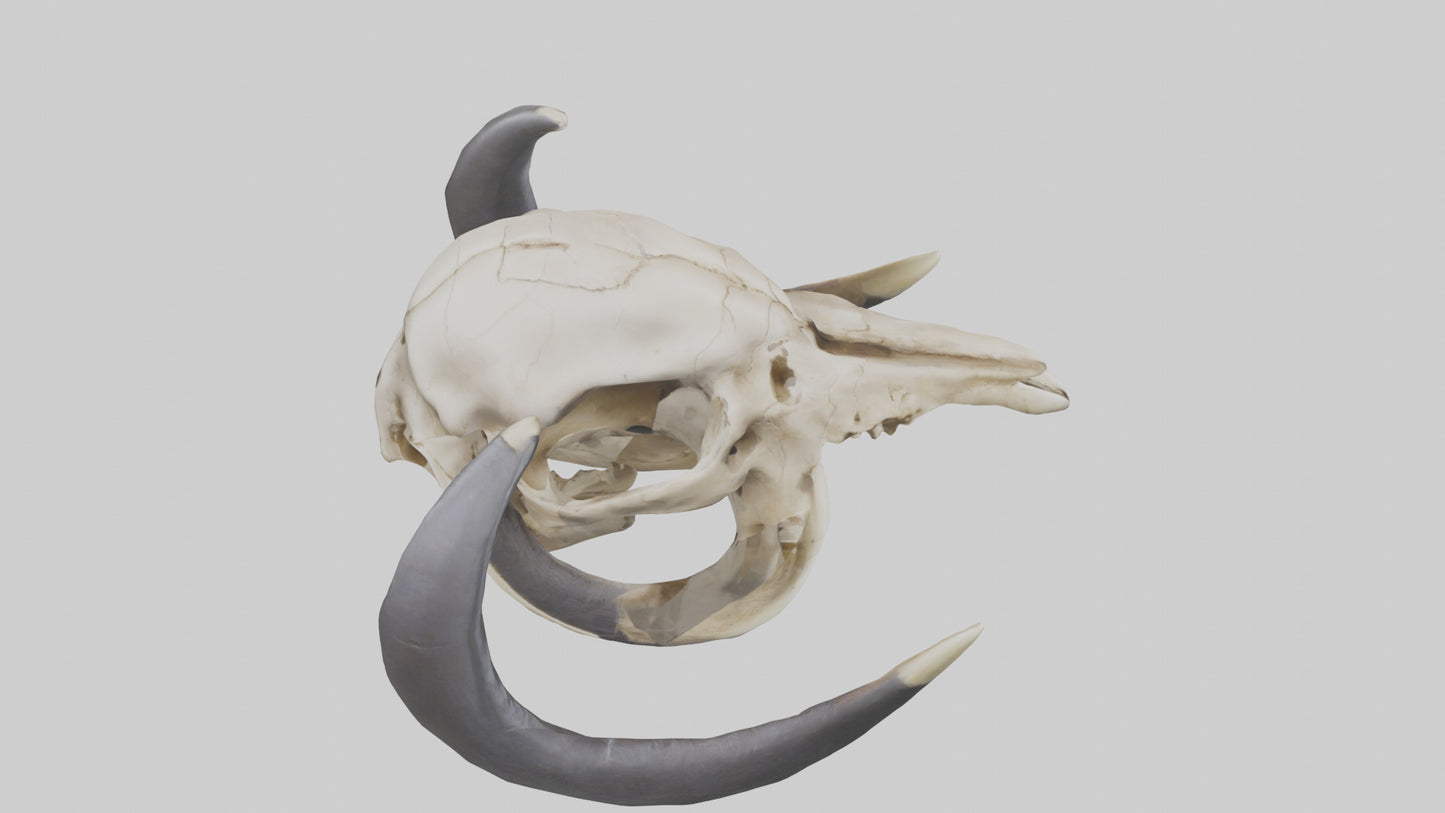 3D model Mastodon Skull Skeleton model VR / AR / low-poly