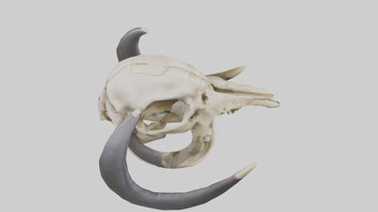 3D model Mastodon Skull Skeleton model VR / AR / low-poly