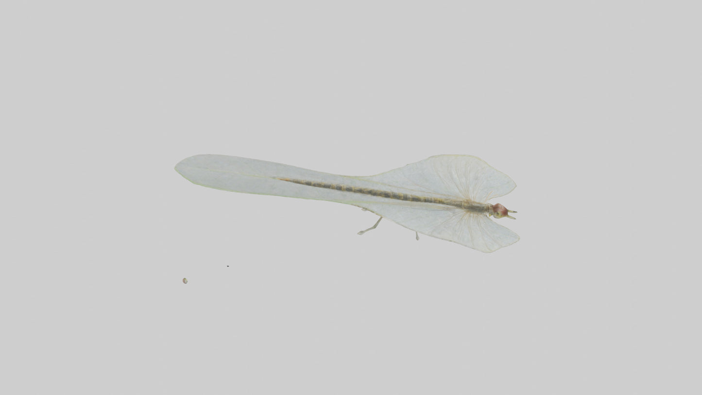 3D model Mayfly perched on leaf model VR / AR / low-poly