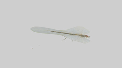 3D model Mayfly perched on leaf model VR / AR / low-poly