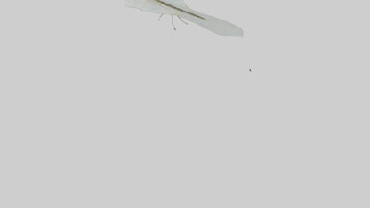 3D model Mayfly perched on leaf model VR / AR / low-poly