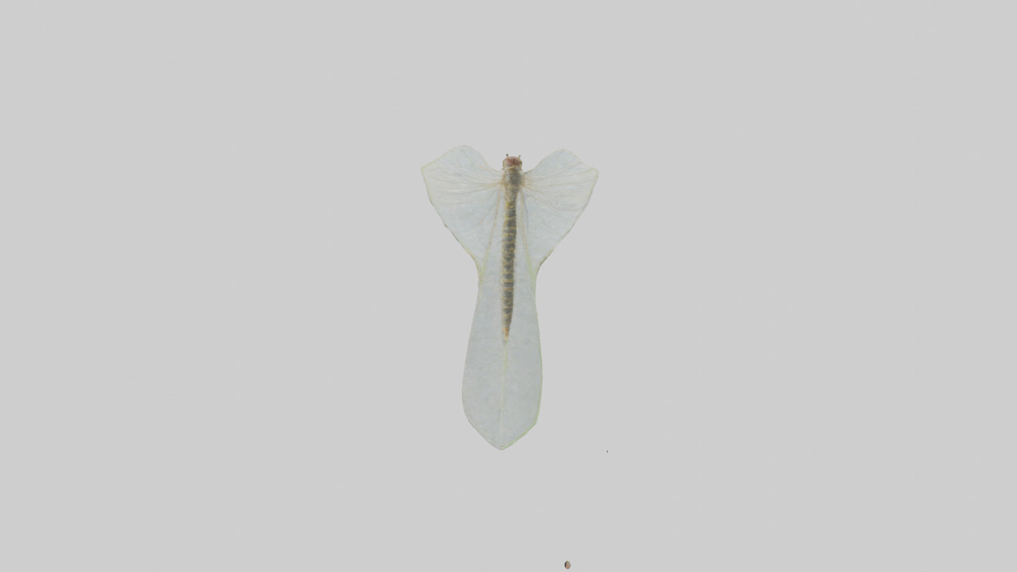 3D model Mayfly perched on leaf model VR / AR / low-poly
