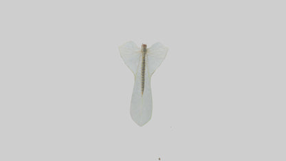 3D model Mayfly perched on leaf model VR / AR / low-poly