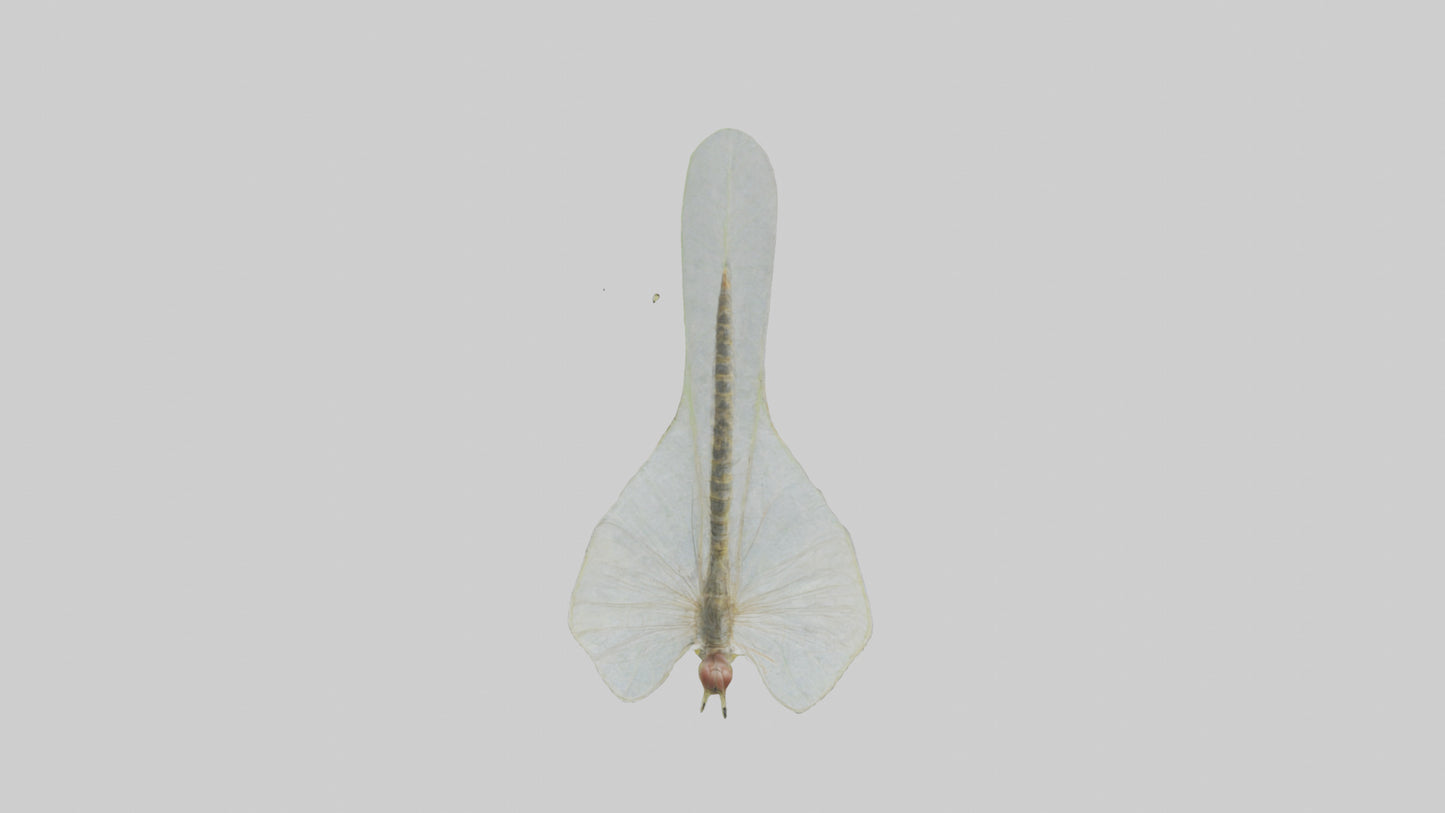3D model Mayfly perched on leaf model VR / AR / low-poly