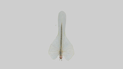 3D model Mayfly perched on leaf model VR / AR / low-poly