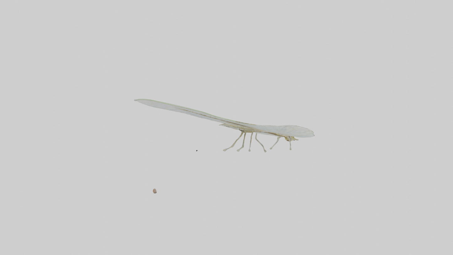 3D model Mayfly perched on leaf model VR / AR / low-poly