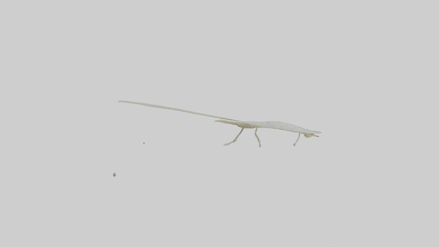 3D model Mayfly perched on leaf model VR / AR / low-poly