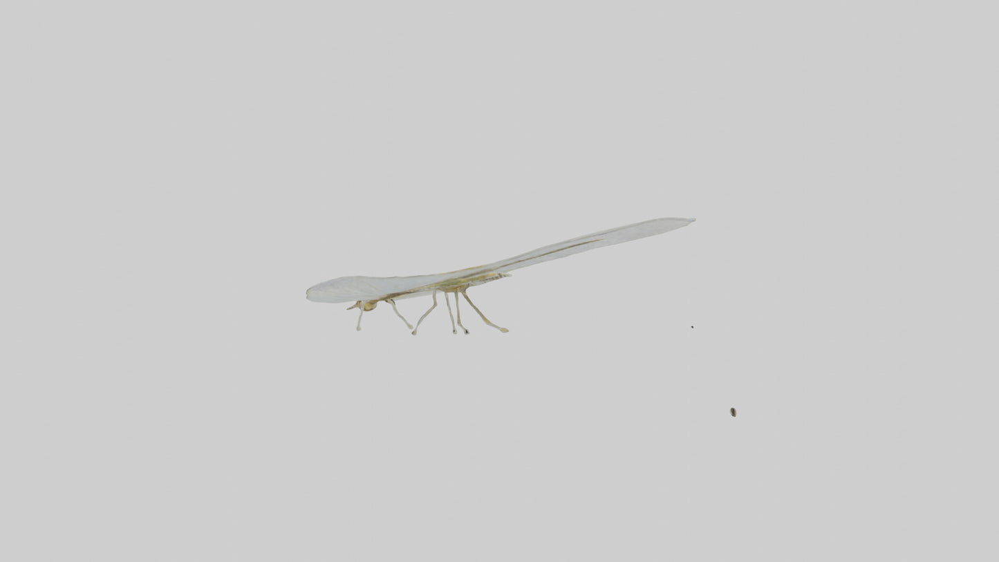 3D model Mayfly perched on leaf model VR / AR / low-poly