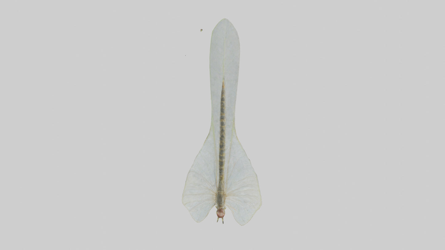 3D model Mayfly perched on leaf model VR / AR / low-poly