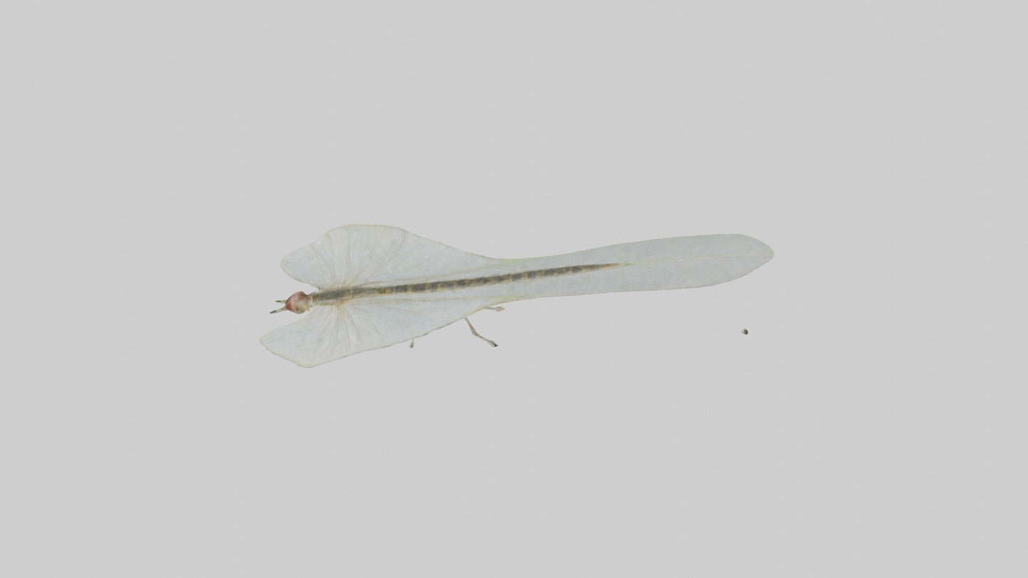 3D model Mayfly perched on leaf model VR / AR / low-poly