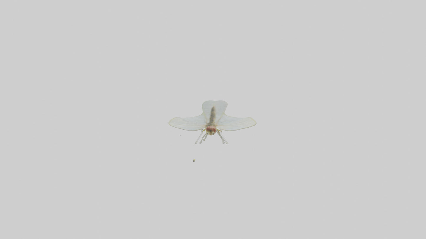 3D model Mayfly perched on leaf model VR / AR / low-poly