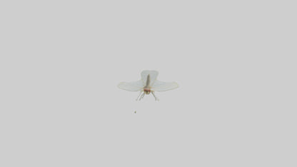 3D model Mayfly perched on leaf model VR / AR / low-poly