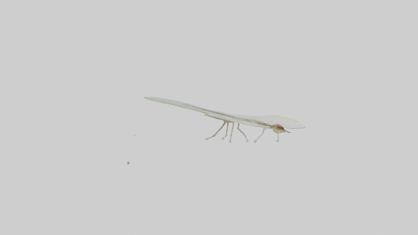 3D model Mayfly perched on leaf model VR / AR / low-poly