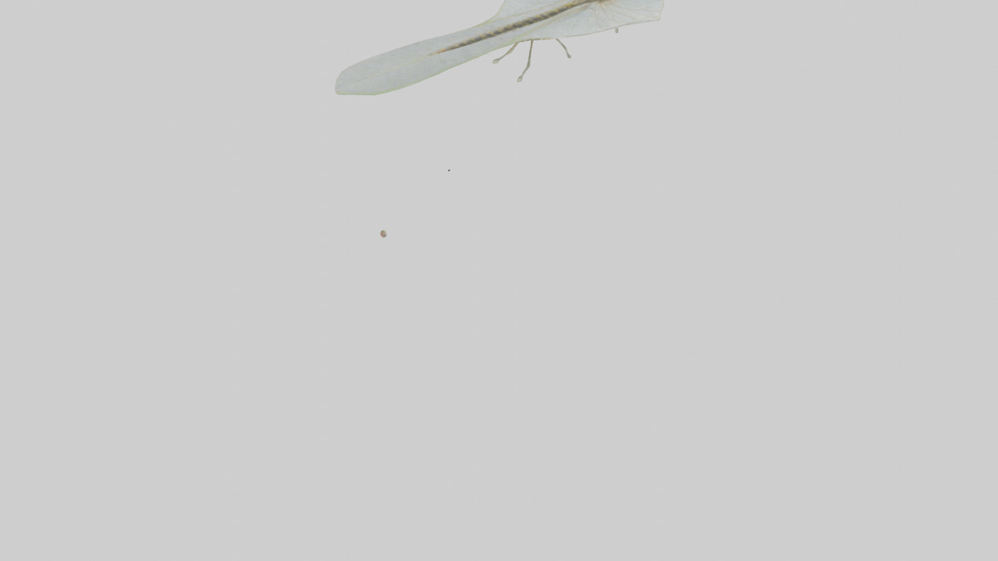 3D model Mayfly perched on leaf model VR / AR / low-poly