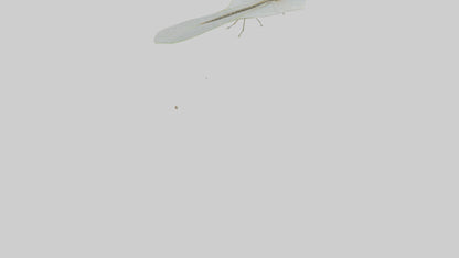 3D model Mayfly perched on leaf model VR / AR / low-poly