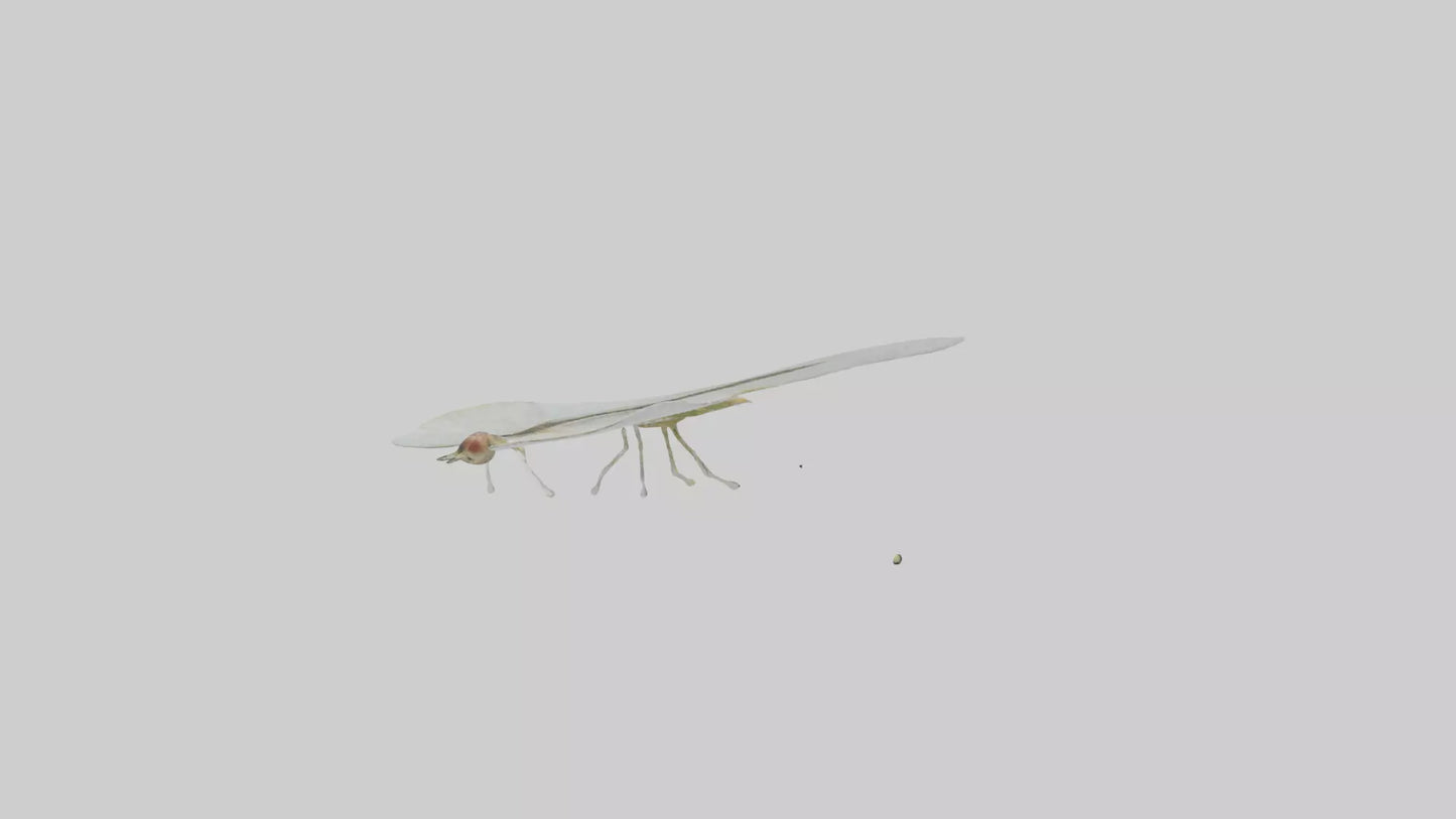 3D model Mayfly perched on leaf model VR / AR / low-poly