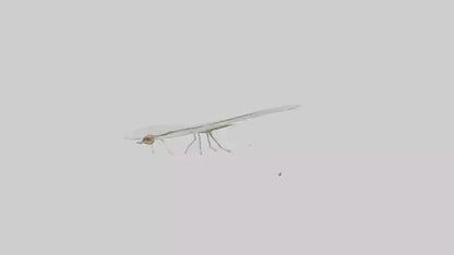 3D model Mayfly perched on leaf model VR / AR / low-poly