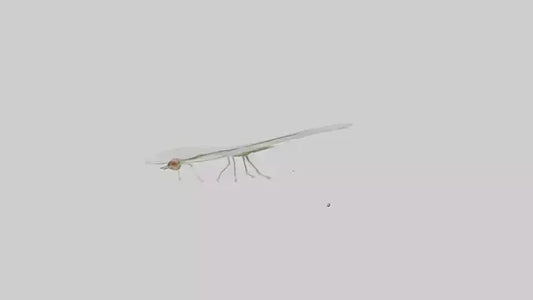 3D model Mayfly perched on leaf model VR / AR / low-poly