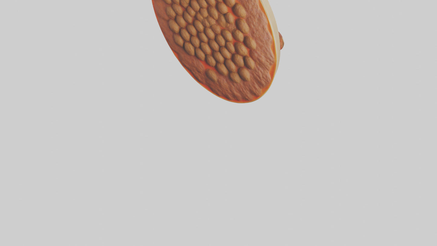 3D model Meatball platter model VR / AR / low-poly