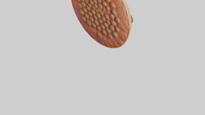 3D model Meatball platter model VR / AR / low-poly