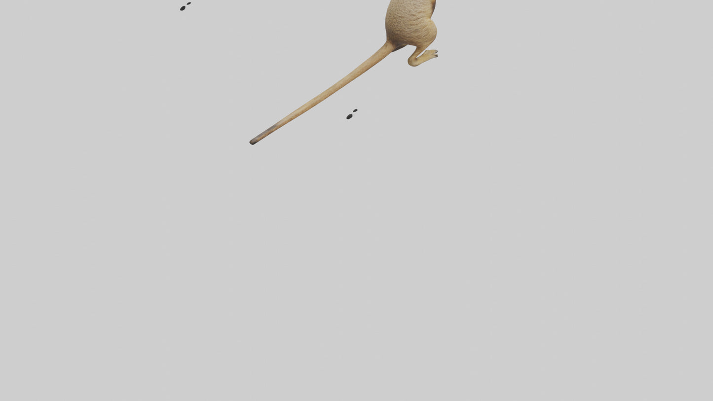 3D model Meerkat cub watching model VR / AR / low-poly