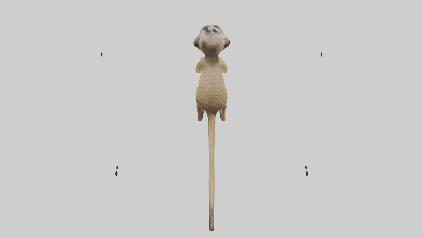 3D model Meerkat cub watching model VR / AR / low-poly