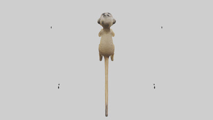 3D model Meerkat cub watching model VR / AR / low-poly