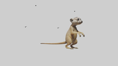 3D model Meerkat cub watching model VR / AR / low-poly