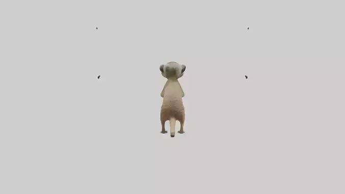 3D model Meerkat cub watching model VR / AR / low-poly