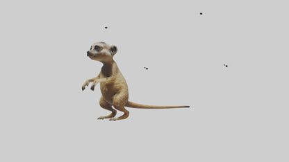 3D model Meerkat cub watching model VR / AR / low-poly