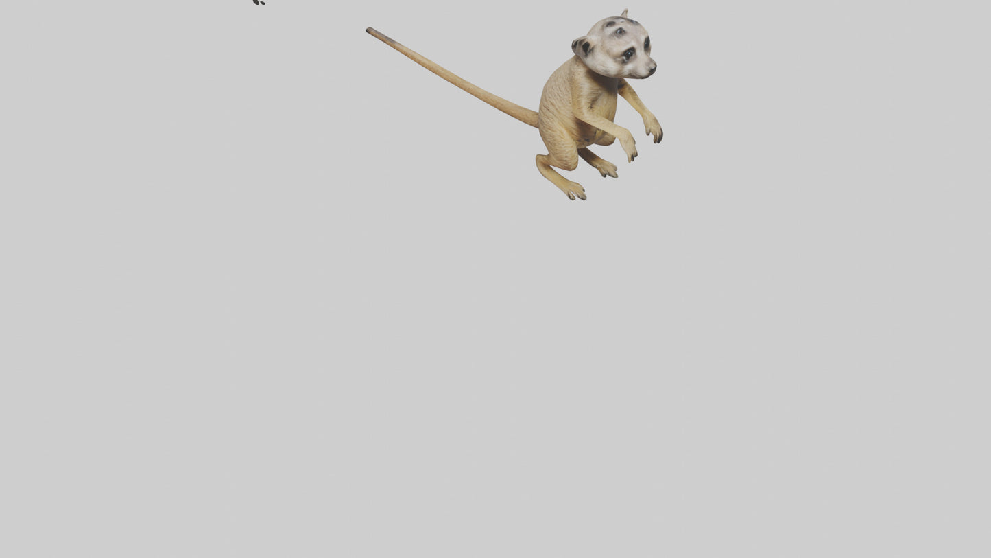3D model Meerkat cub watching model VR / AR / low-poly