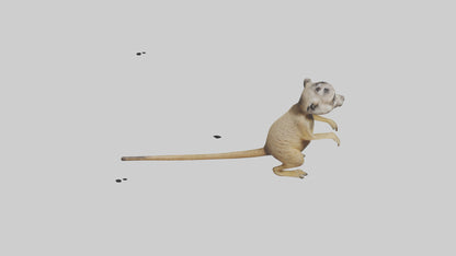 3D model Meerkat cub watching model VR / AR / low-poly