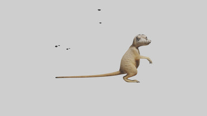 3D model Meerkat cub watching model VR / AR / low-poly