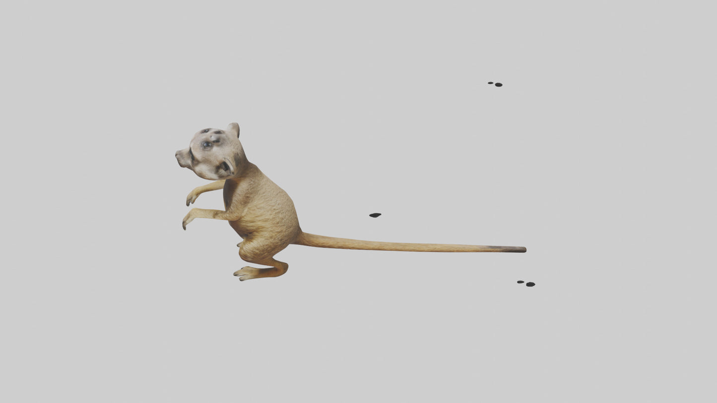 3D model Meerkat cub watching model VR / AR / low-poly