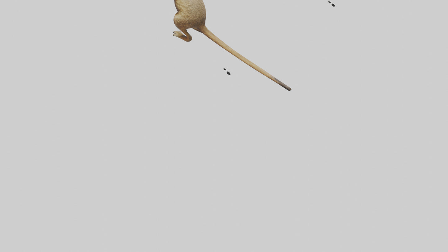 3D model Meerkat cub watching model VR / AR / low-poly