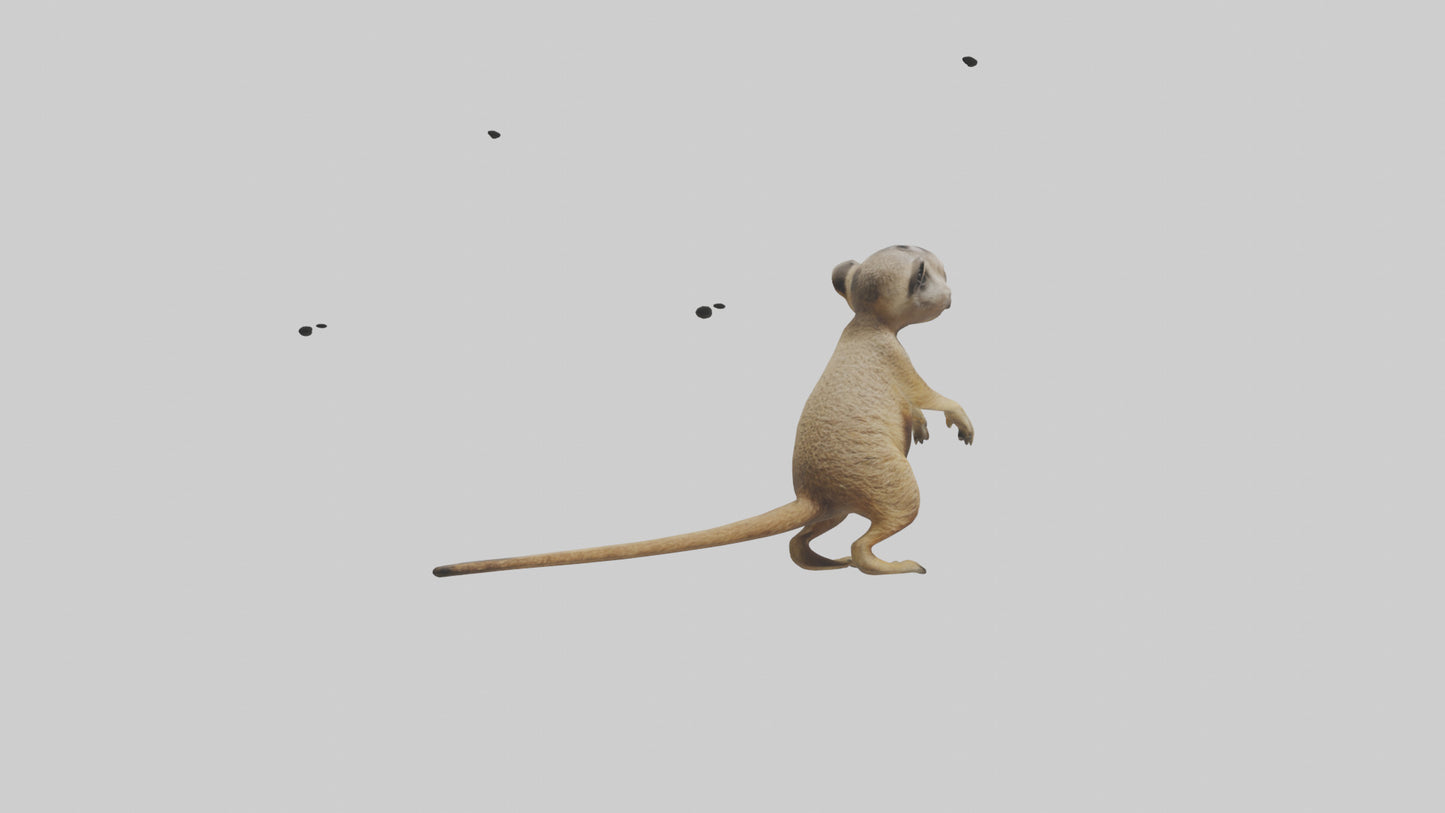 3D model Meerkat cub watching model VR / AR / low-poly