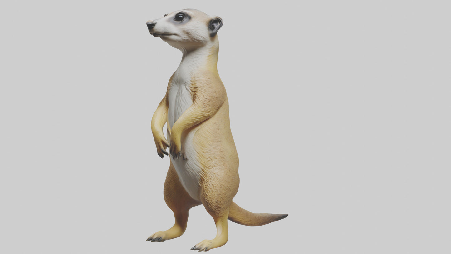 3D model Meerkat standing guard model VR / AR / low-poly