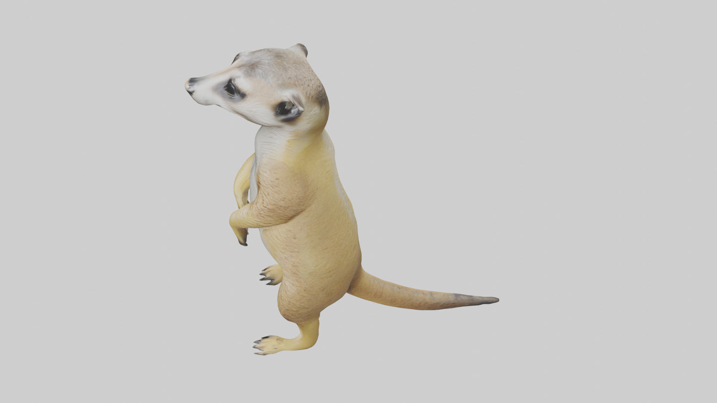 3D model Meerkat standing guard model VR / AR / low-poly
