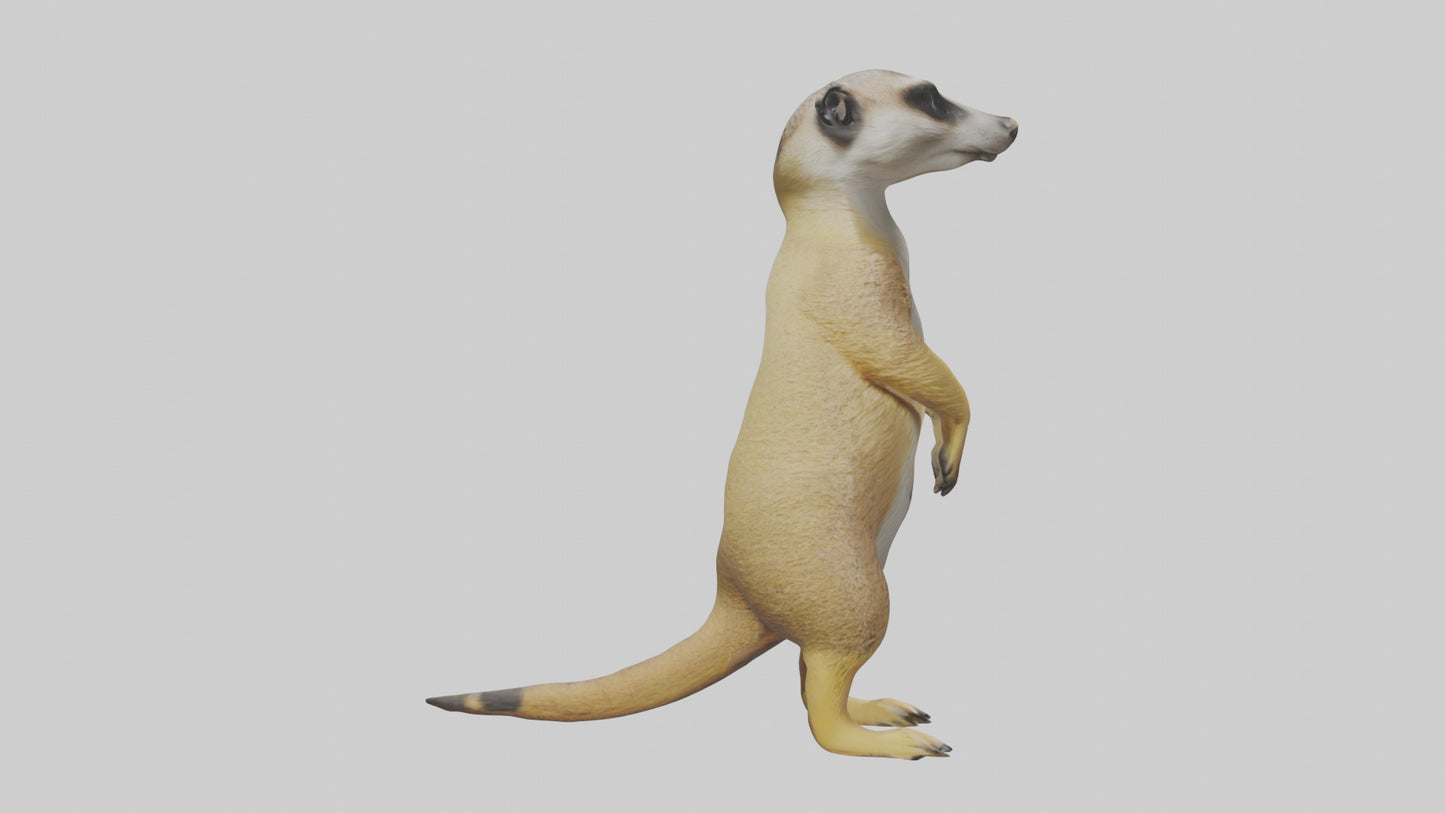 3D model Meerkat standing guard model VR / AR / low-poly
