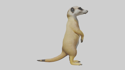3D model Meerkat standing guard model VR / AR / low-poly