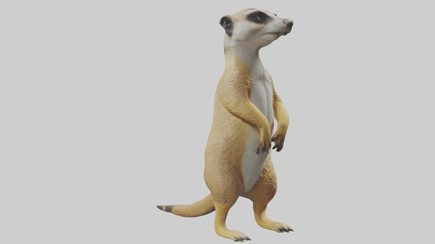 3D model Meerkat standing guard model VR / AR / low-poly