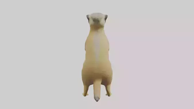 3D model Meerkat standing guard model VR / AR / low-poly