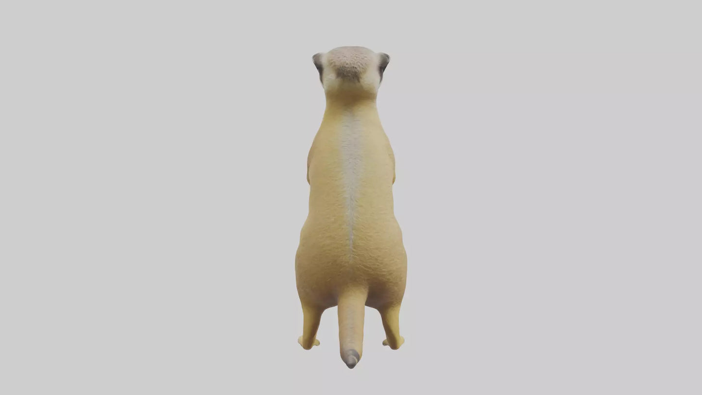 3D model Meerkat standing guard model VR / AR / low-poly